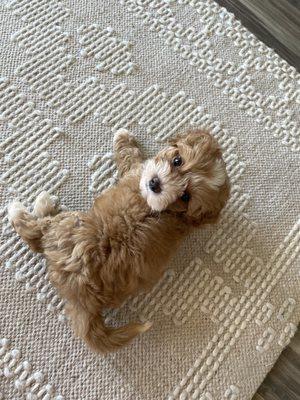 Malti Poo Pup