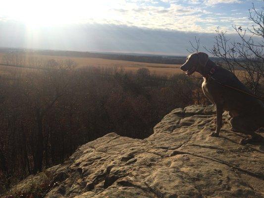 Livin' on the edge! (notice, he *is* leashed!!)