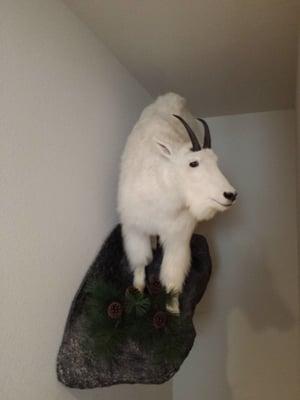 Got this goat on a trip with my dad and my friend. Some good memories.