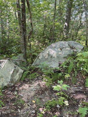 Boulders and ferns along the main trail