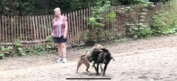 Small tan dog named "Abby" and her owner observing, but never intervening