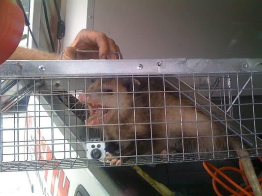 Opossum in a cage