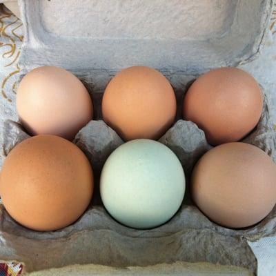 True Pasture-Raised Eggs from Rolling Oaks Ranch