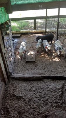 Best Little Potbelly Pig House In Texas