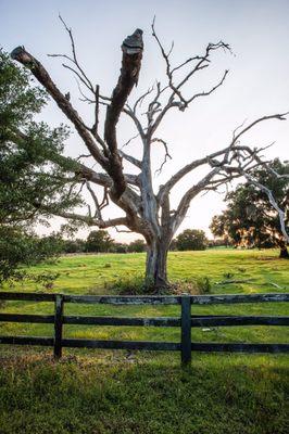 Ocala ranch