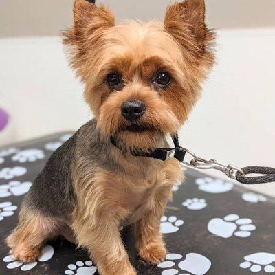 A little Asian Fusion Yorkie styling