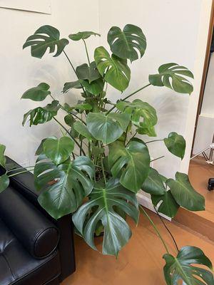 10 out of 10 monstera