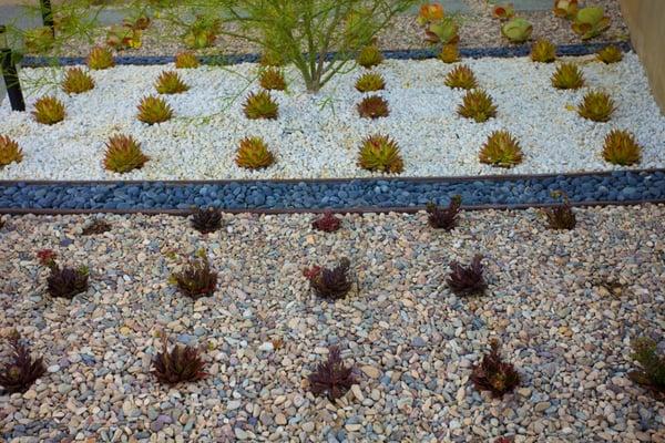 modern succulent planting