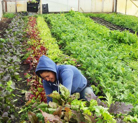 Food for People's Gleaning Program collects donations of fresh local produce from farms, orchards, and gardens for food bank programs.