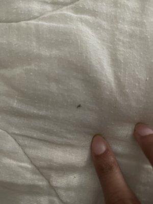 Bed bugs on sheets