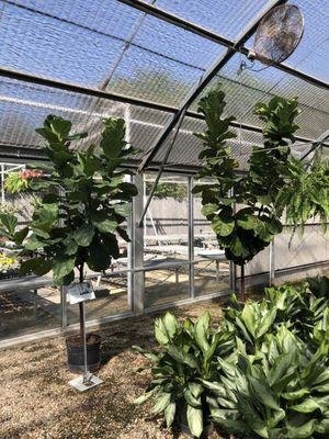 Some fiddle leaf figs or ficus lyrata