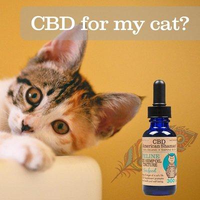 Cats can use CBD too