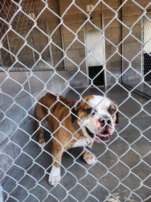 Country Boarding Kennels