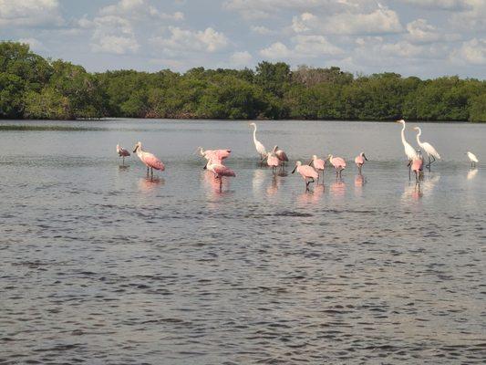 Sightseeing kayak tours