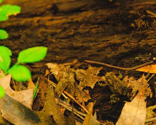 these tiny toads can be seen during certain seasons all over the park.