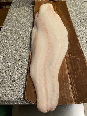 Beautiful side of fresh cod!