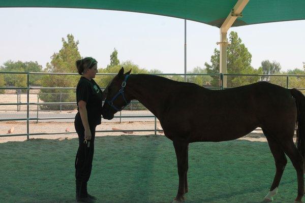 Leadership and Communication Breakthroughs Led with Horses