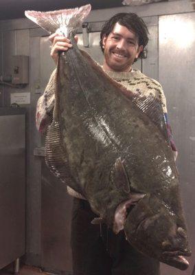 Fresh fish. Really fresh. 70# Halibut, just off the boat.