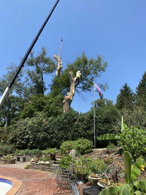 Cheepscape Tree Service