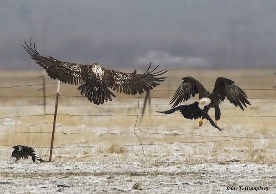 Bald eagles during Jan/Feb