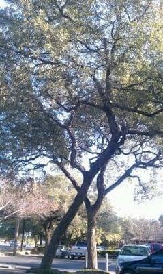 Shaded by beautiful Hill Country style trees.