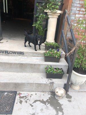 Dog friendly flower shop in Greenpoint, Brooklyn.