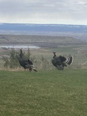 Turkeys on 18 tee