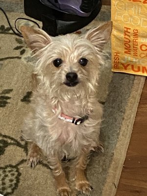 Hazel, wt. 3-5 lbs, lost in NE Philadelphia