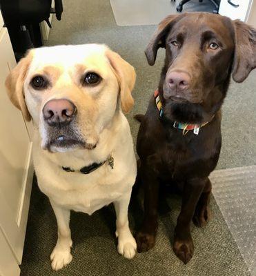 Office dogs!