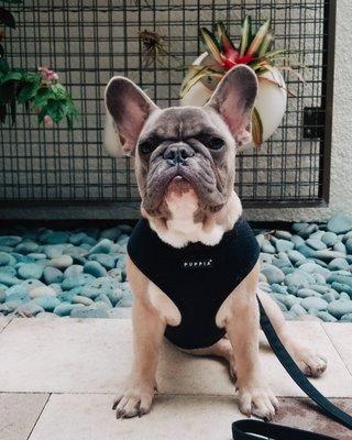 Goose the frenchie