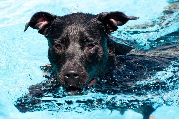 This dog is enjoying his pool in Encinitas!