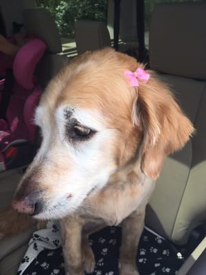 Our 10 year old Golden after her haircut