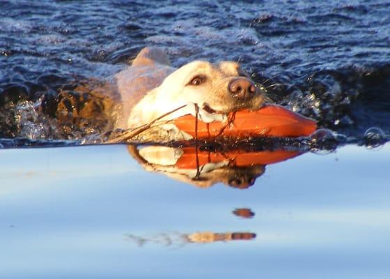 Retriever Training