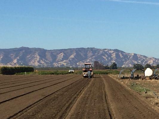 Garlic Planting