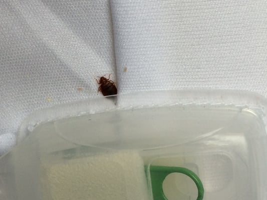 Master Bedroom bedbug