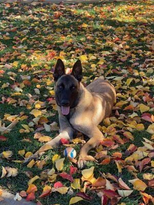 Kingston a happy Marvel K9 graduate