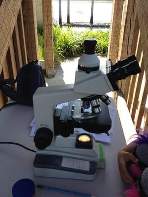 Thursdays 2:30 pm to 3:30 pm Stream Team has a Plankton Viewing Station.