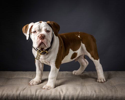 Capturing puppyhood in the photo studio.