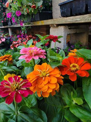 Large Assortment of flowers available every spring.