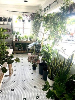 Floor plants