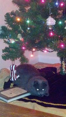 Lobo under the tree.