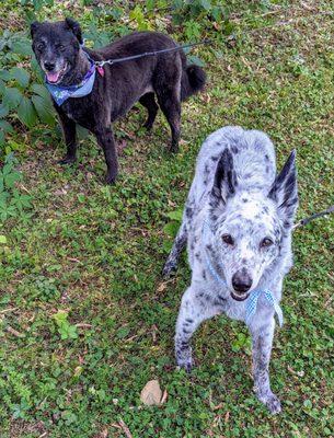 Happy dogs!