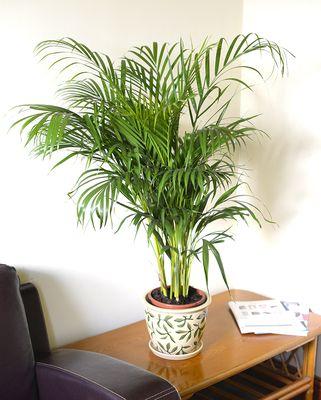 office interior plant design irvine