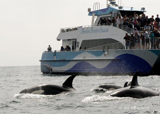 Triumphant with Orcas 
 Long Beach Whale Watching