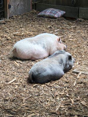 Wilma and Petunia are buddies