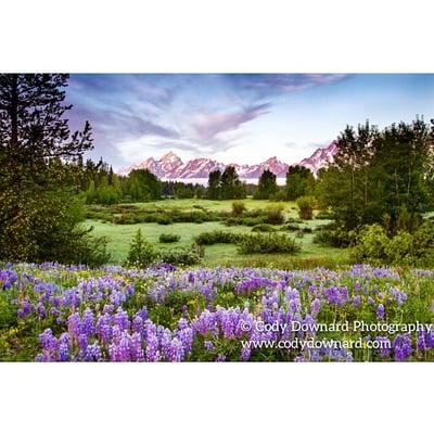 Lupine Sunrise at Pilgrim Creek in Grand Teton National Park