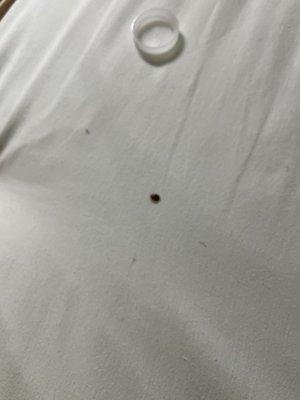 Bed bugs