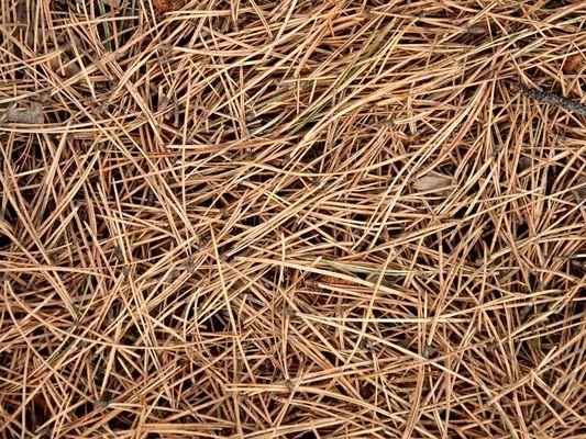 monroe-pine-needle-pine-straw-mulch-sales-delivery-and-installation-pine-needles-1_orig