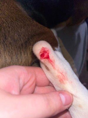 This honeys leg when it first happened. This is why we took her to the vet.