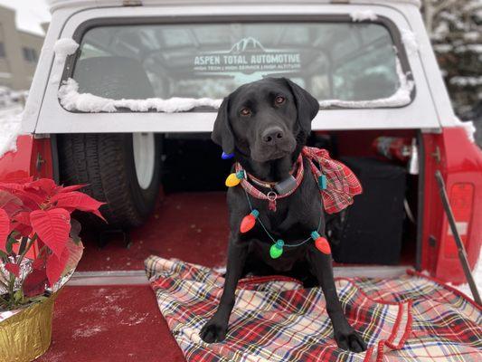 Sadie the shop dog